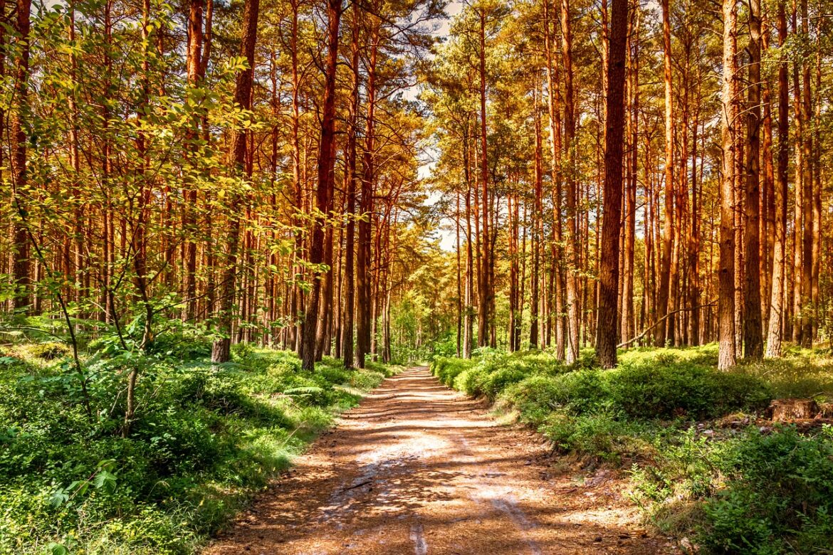 production forest production forest