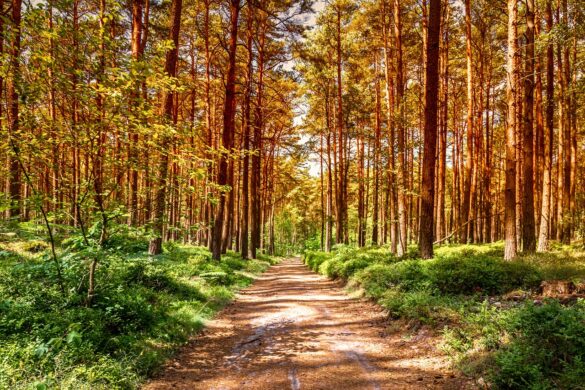production forest