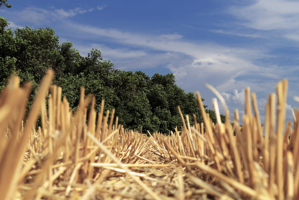 A number of cropped wheat ears on the field after harvest