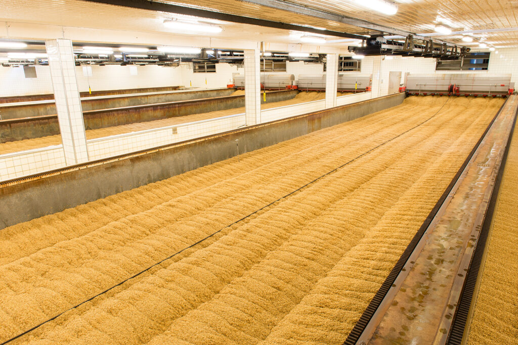 germinated barley to be dried