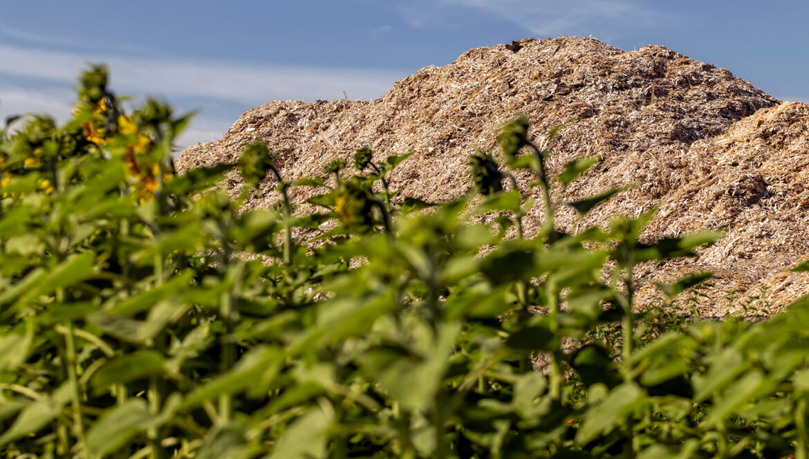 Biomass strengthens sustainable forestry and contributes to green goals in the future energy supply_image2