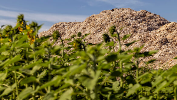 Biomass strengthens sustainable forestry and contributes to green goals in the future energy supply_image2